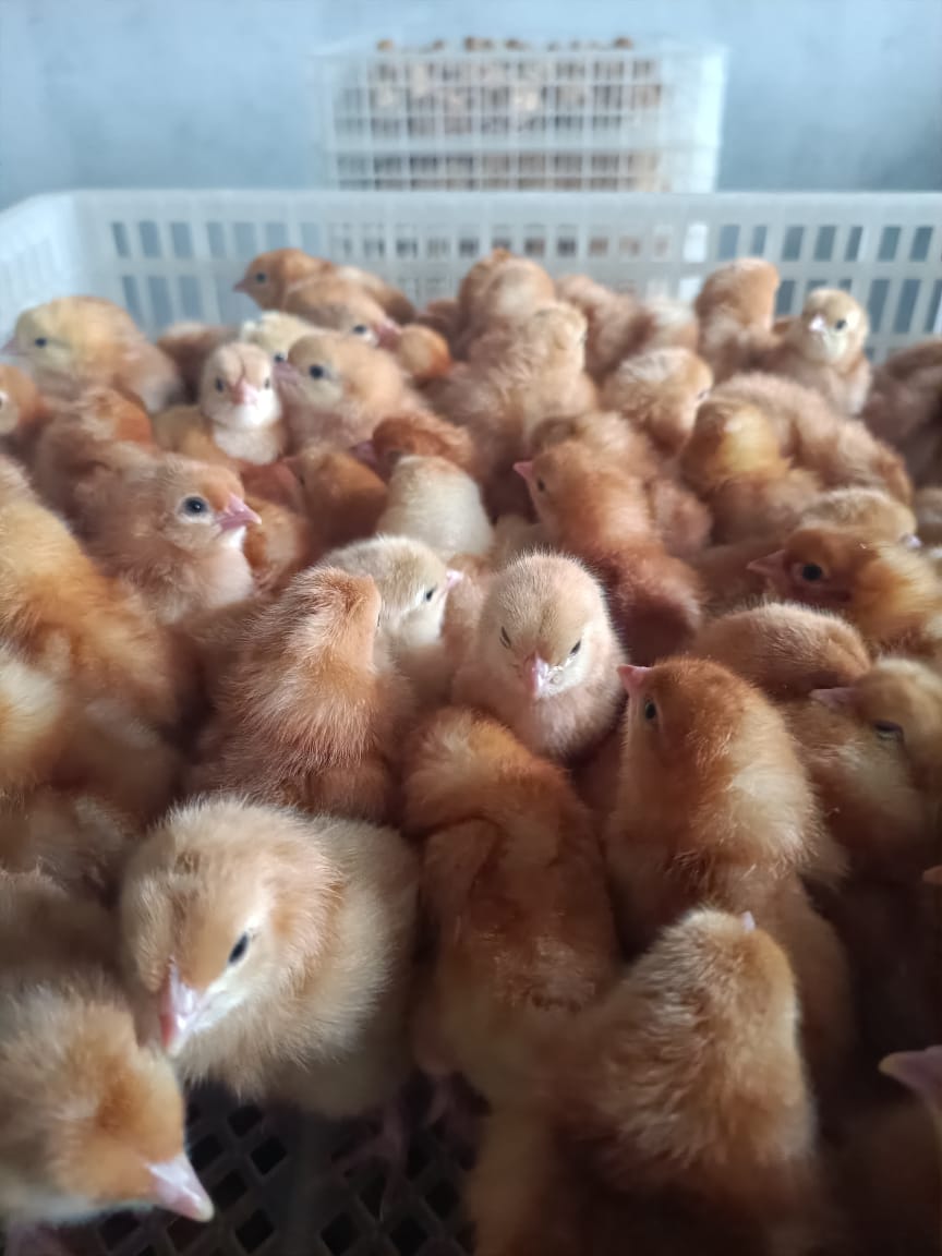 Day Old Chicks