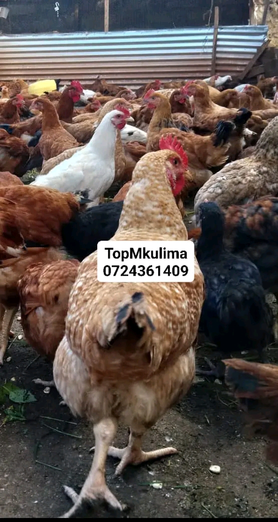 Improved layers