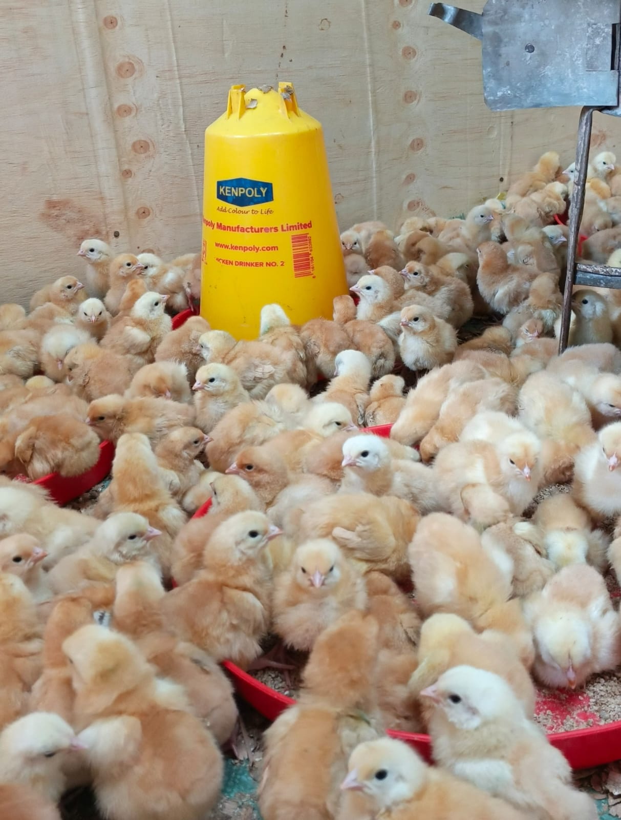 3 Days Old Chicks