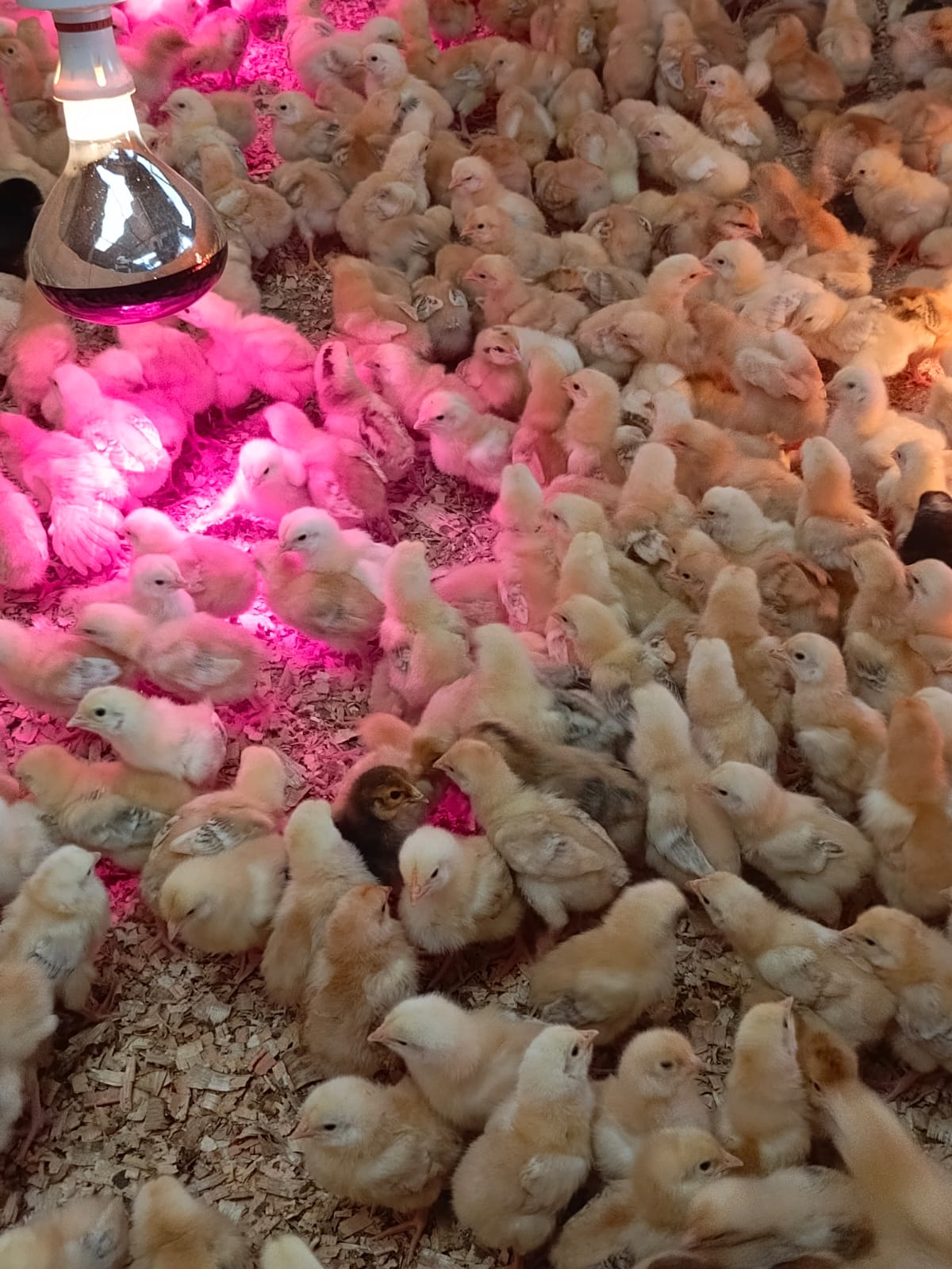 1 Week Old Chicks