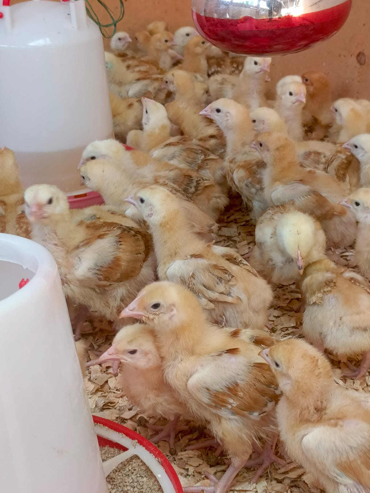 2 Weeks Old Chicks