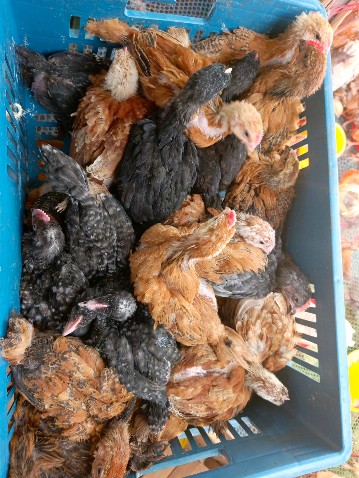 5 Weeks Old Chicks