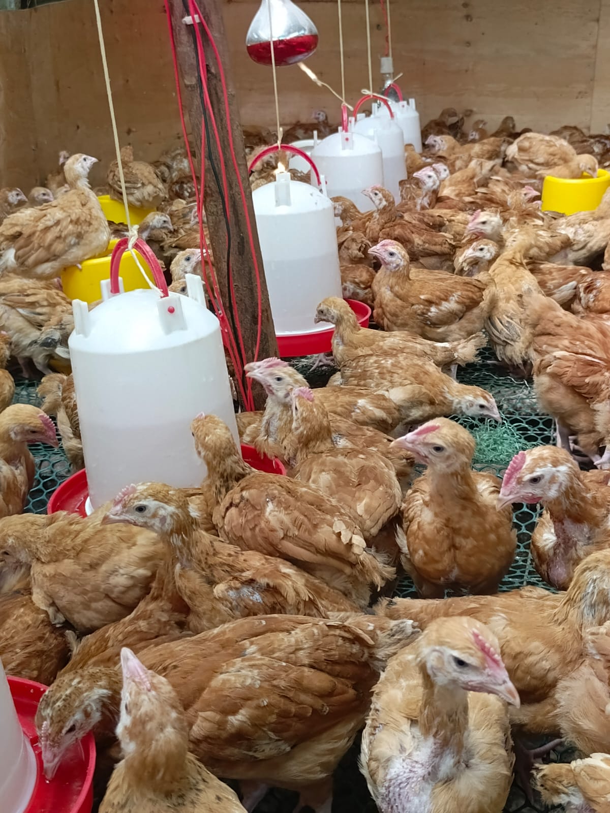 6 Weeks Old Chicks