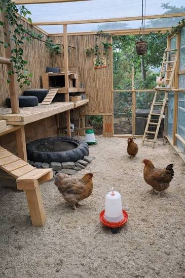 Enriched Poultry Housing: Improving Chicken Welfare and Productivity